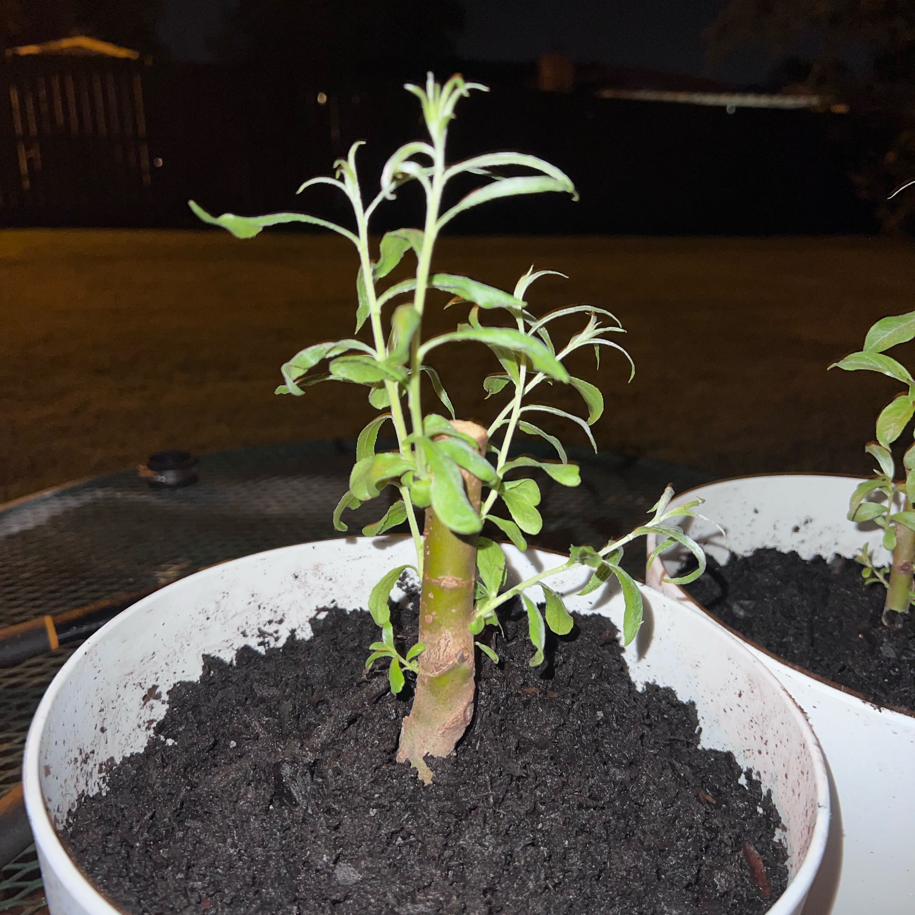 Photo of the plant species White Willow by @HeirBlue86 named Lola on Greg, the plant care app