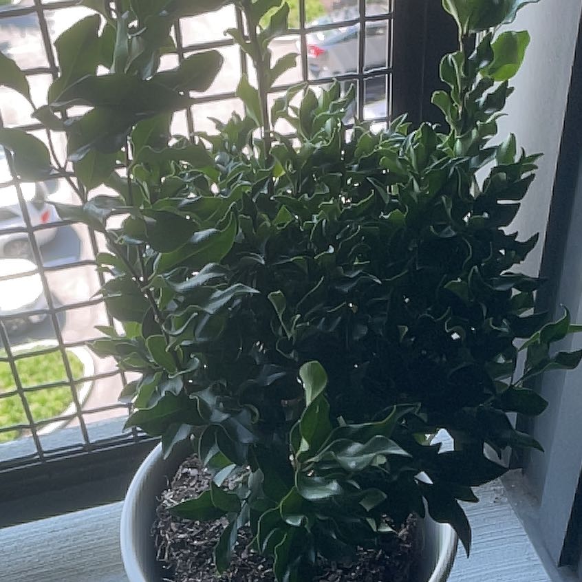 Photo of the plant species Japanese Privet by @FreeCreamcups87 named Tolkien on Greg, the plant care app