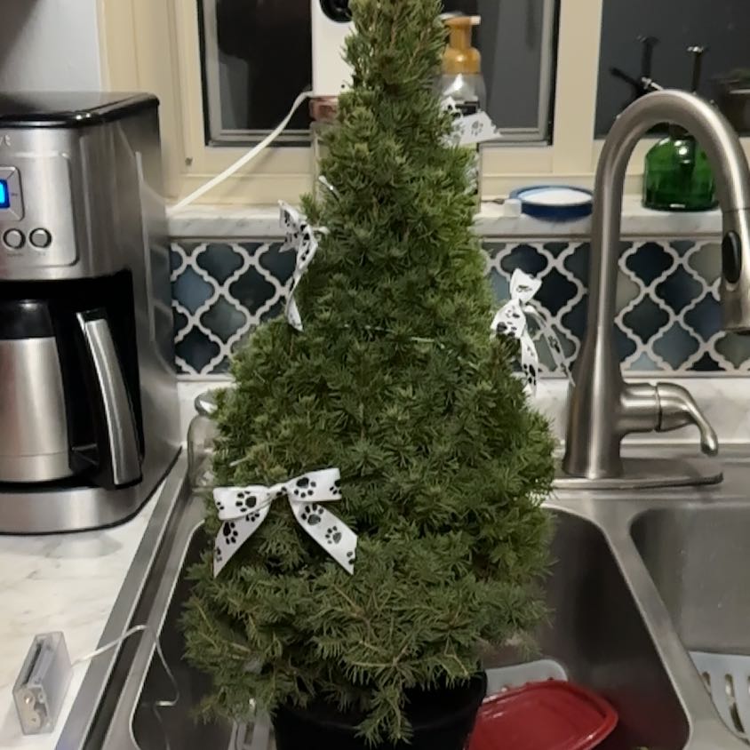 Photo of the plant species White Spruce 'Elf' by @CrucialGray80 named Denali on Greg, the plant care app
