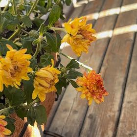 Photo of the plant species Chrysanthemum by @HeroicMakura26 named Girlfrond on Greg, the plant care app