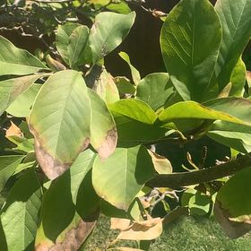 Photo of the plant species Cucumber Magnolia by @DollAster79 named Stella on Greg, the plant care app