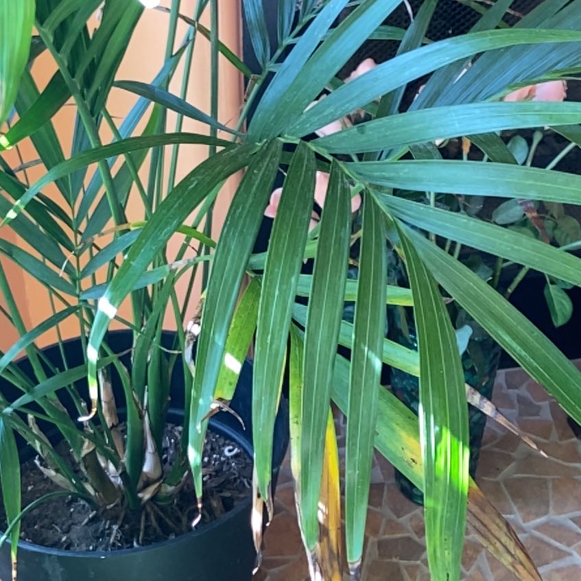 Photo of the plant species Bungalow Palm by @WhollyAtom0 named Sol on Greg, the plant care app