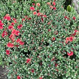 Photo of the plant species Rockspray Cotoneaster by @AceCactus69 named Gobi on Greg, the plant care app