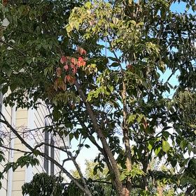 Photo of the plant species Giant Crepe Myrtle by @AceCactus69 named Keanu Leaves on Greg, the plant care app