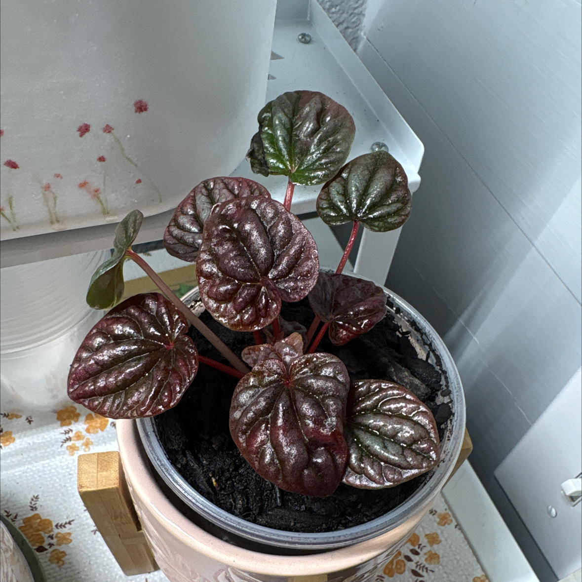 Photo of the plant species Red Ripple Peperomia by @LeafyGreenz named Jane on Greg, the plant care app