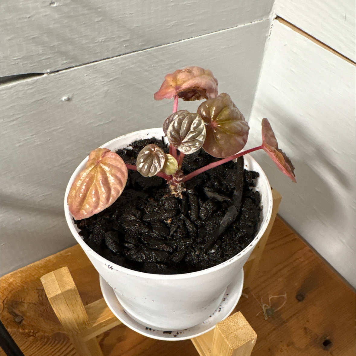 Photo of the plant species Red Ripple Peperomia by @LeafyGreenz named Jane on Greg, the plant care app