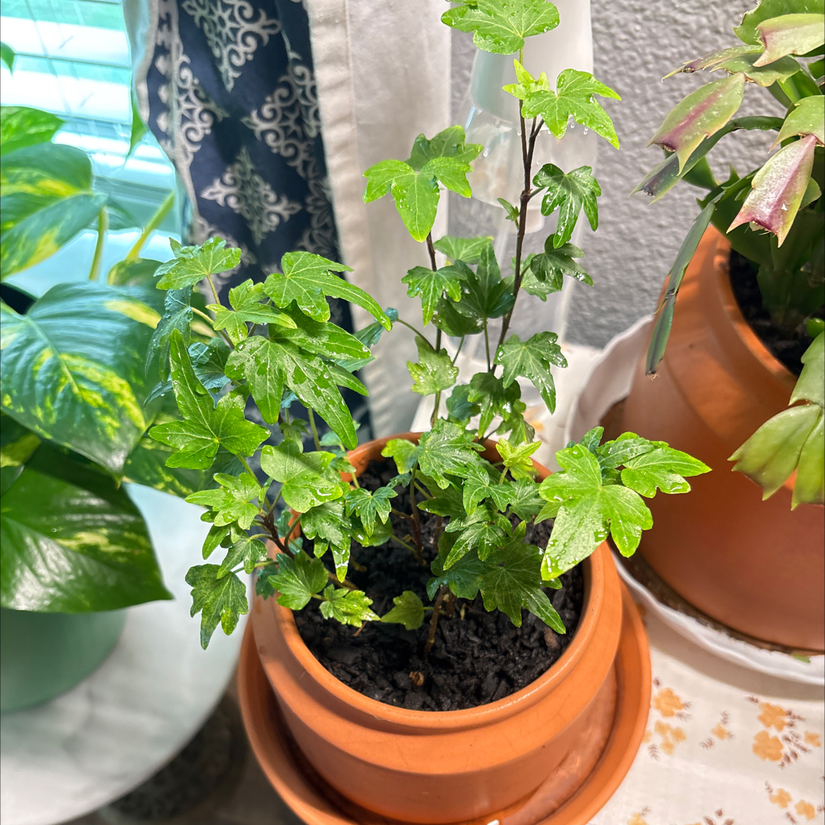 Photo of the plant species Pixie Dixie Ivy by @LeafyGreenz named Pixie on Greg, the plant care app