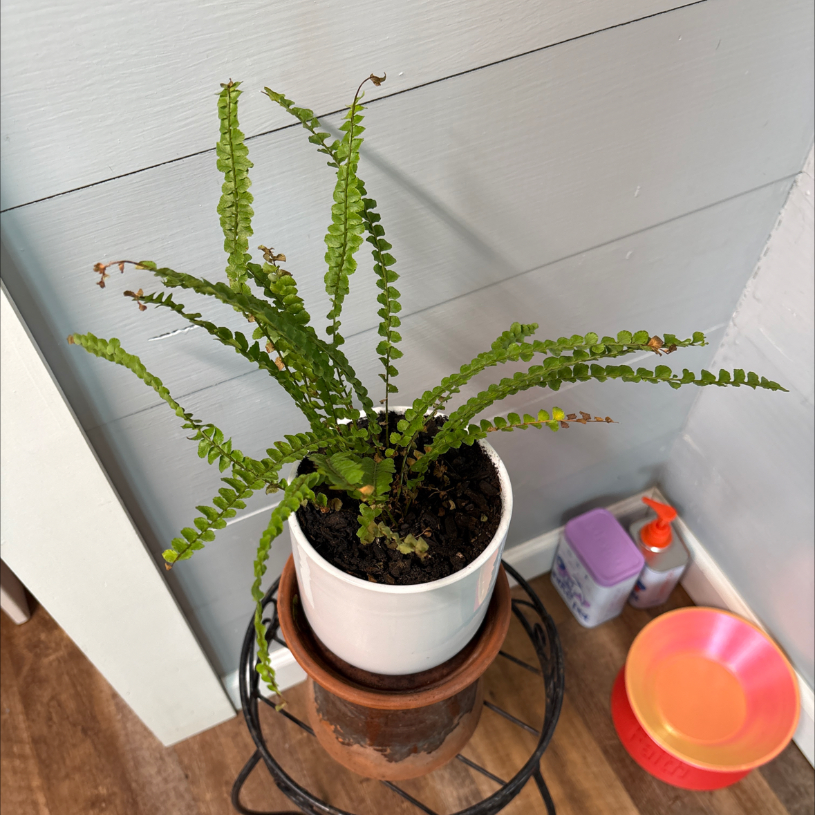 Photo of the plant species Lucky Lemon Fern by @LeafyGreenz named Lemi on Greg, the plant care app