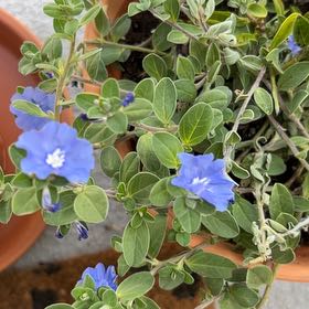 Photo of the plant species Beach Bum Blue by @ExquisiteKaro53 named Madonna on Greg, the plant care app