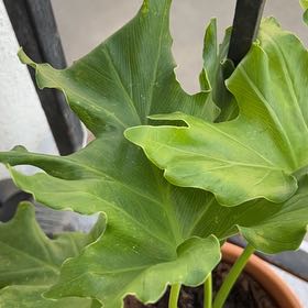Photo of the plant species Philodendron selloum 'Golden' by @ExquisiteKaro53 named Sahara on Greg, the plant care app