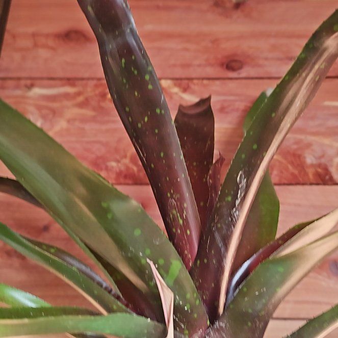 Photo of the plant species Fireball Neoregelia Bromeliad by @FabOmnom26 named Eva on Greg, the plant care app