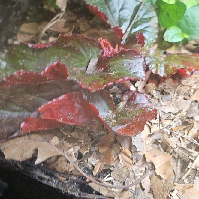 Photo of the plant species Begonia 'Linda Dawn' by @SirEncina66 named Pax on Greg, the plant care app