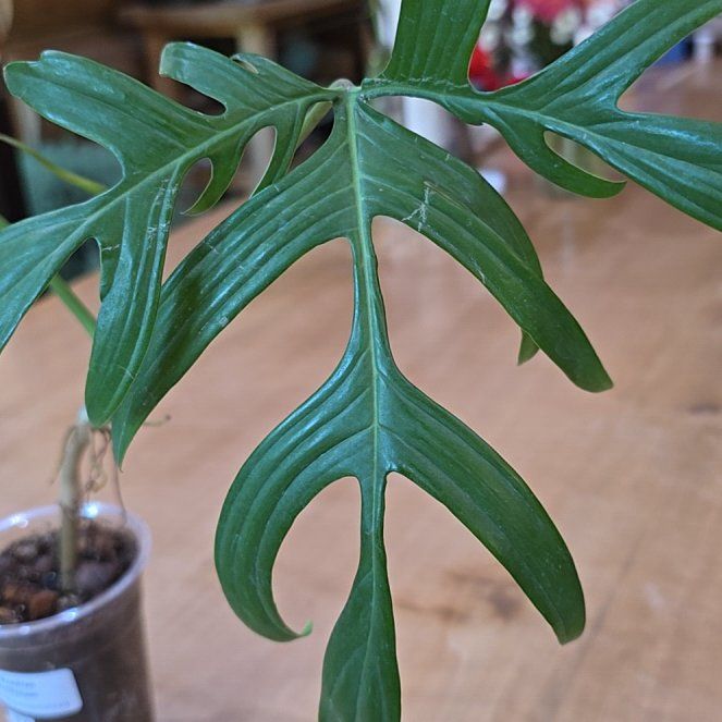 Photo of the plant species Philodendron Quercifolium by @AceOrchid2 named Aria on Greg, the plant care app