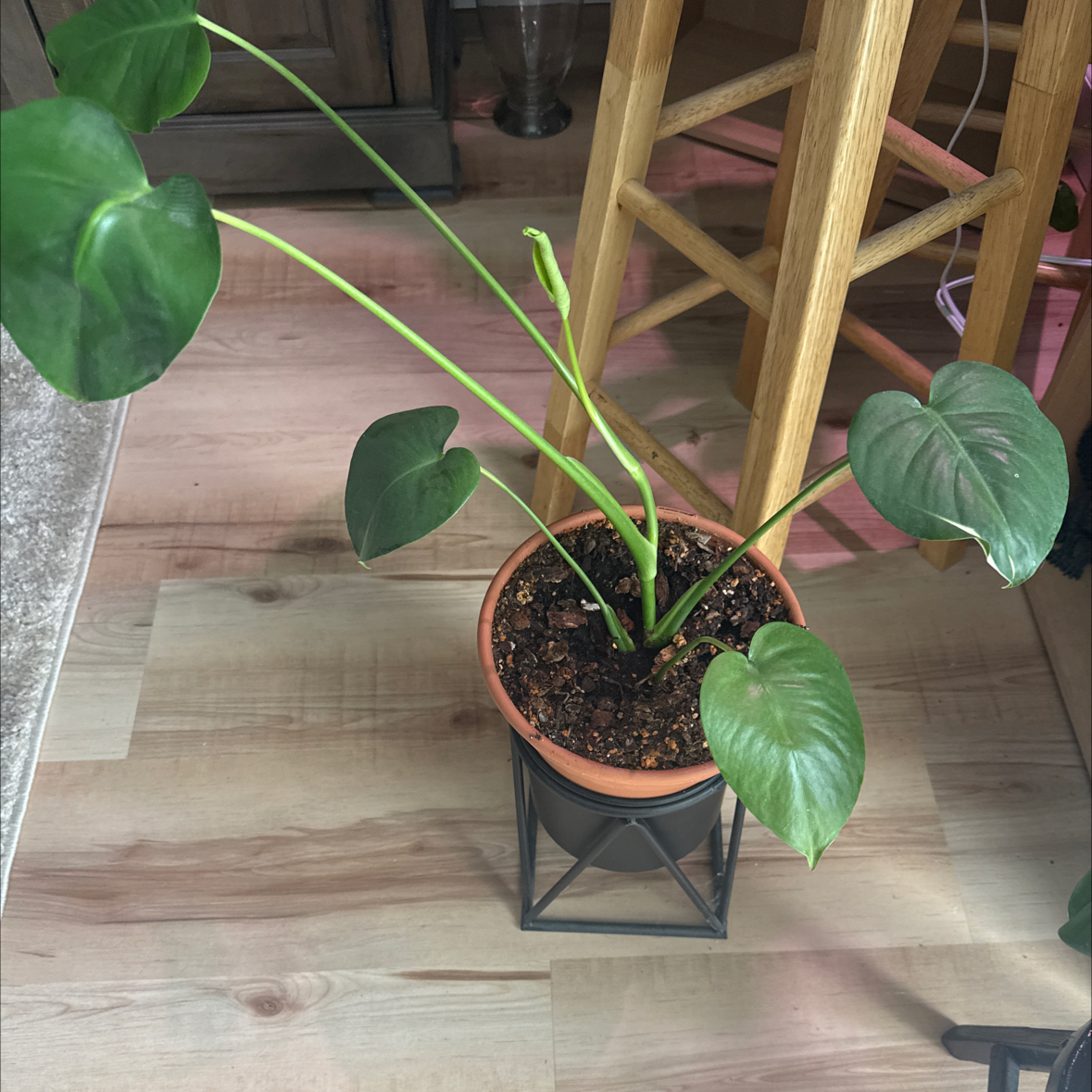 Photo of the plant species Philodendron grazielae by @JewelledFicus0 named Elina on Greg, the plant care app