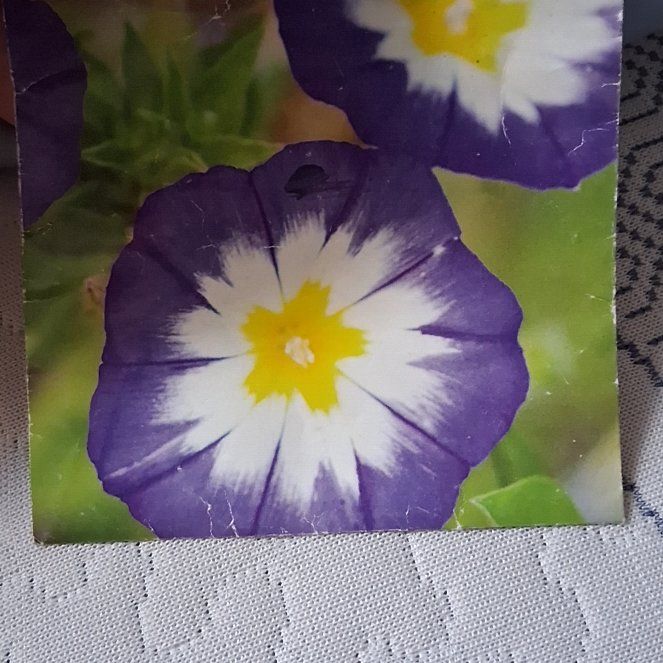 Photo of the plant species Dwarf Morning-Glory by @TrustyAnacua85 named Bruce Lee on Greg, the plant care app