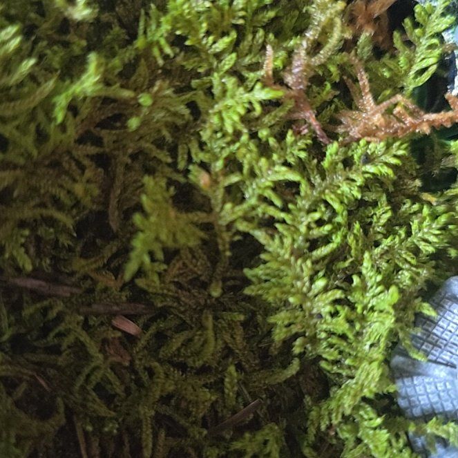 Plant care for Many-Flowered Leskea on Greg, the plant care app