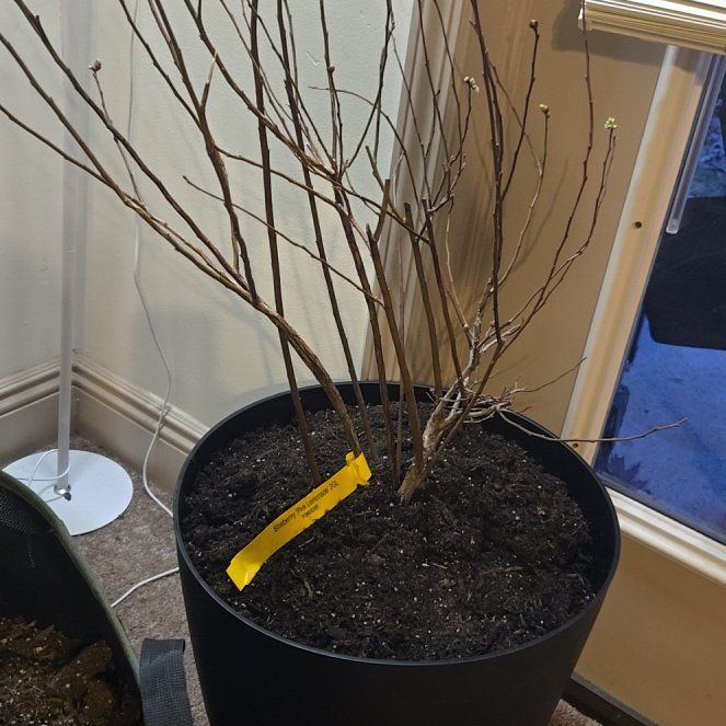 Photo of the plant species Pink Lemonade Blueberry by @AlivePinoak18 named Kesha on Greg, the plant care app