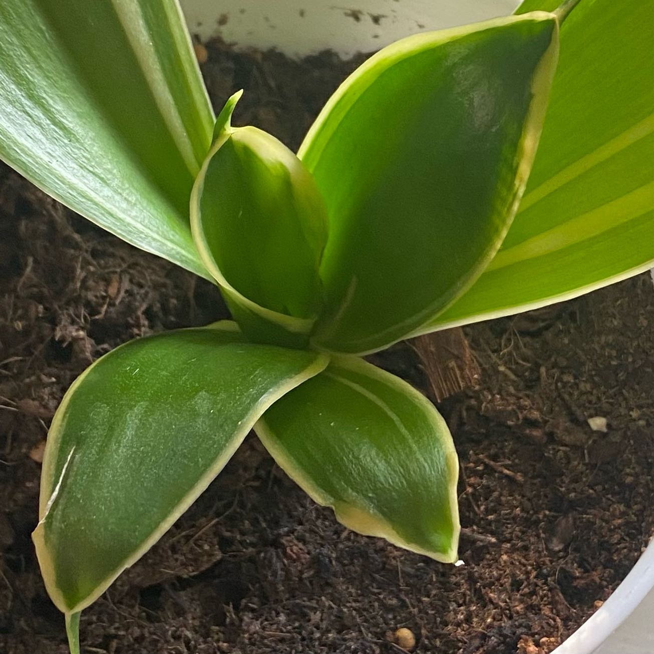 Photo of the plant species Lemon Surprise Dracaena by @EternalLichen64 named Planty on Greg, the plant care app