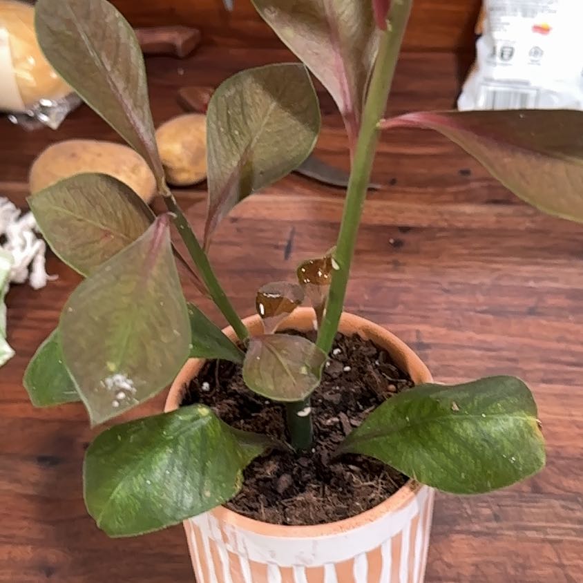 Photo of the plant species African Milk Bush by @GoldDidelta40 named Austen on Greg, the plant care app
