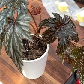 Photo of the plant species Pegasus Begonia by @GoldDidelta40 named Harry on Greg, the plant care app