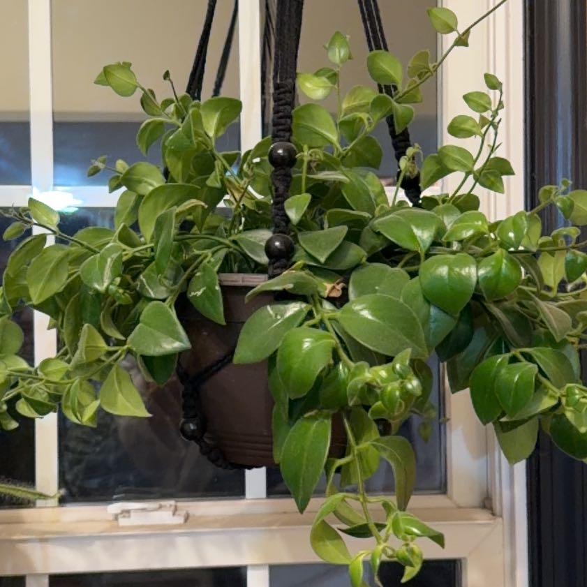 Photo of the plant species Lipstick Plant by @GoldDidelta40 named Hemingway on Greg, the plant care app