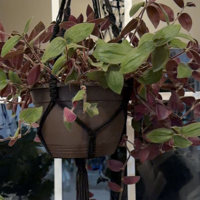 Photo of the plant species Baby Bunny Belly by @GoldDidelta40 named Athena on Greg, the plant care app