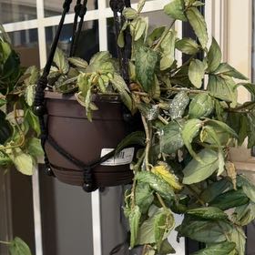 Photo of the plant species Polynesian Ivy by @GoldDidelta40 named Peter Parker on Greg, the plant care app