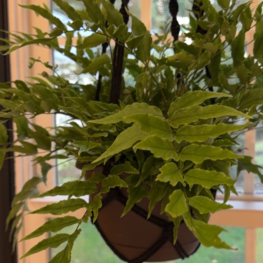 Photo of the plant species House Holly-Fern by @GoldDidelta40 named Einstein on Greg, the plant care app