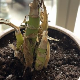 Photo of the plant species Sugar Cane by @FunWildyam39 named Bieber on Greg, the plant care app