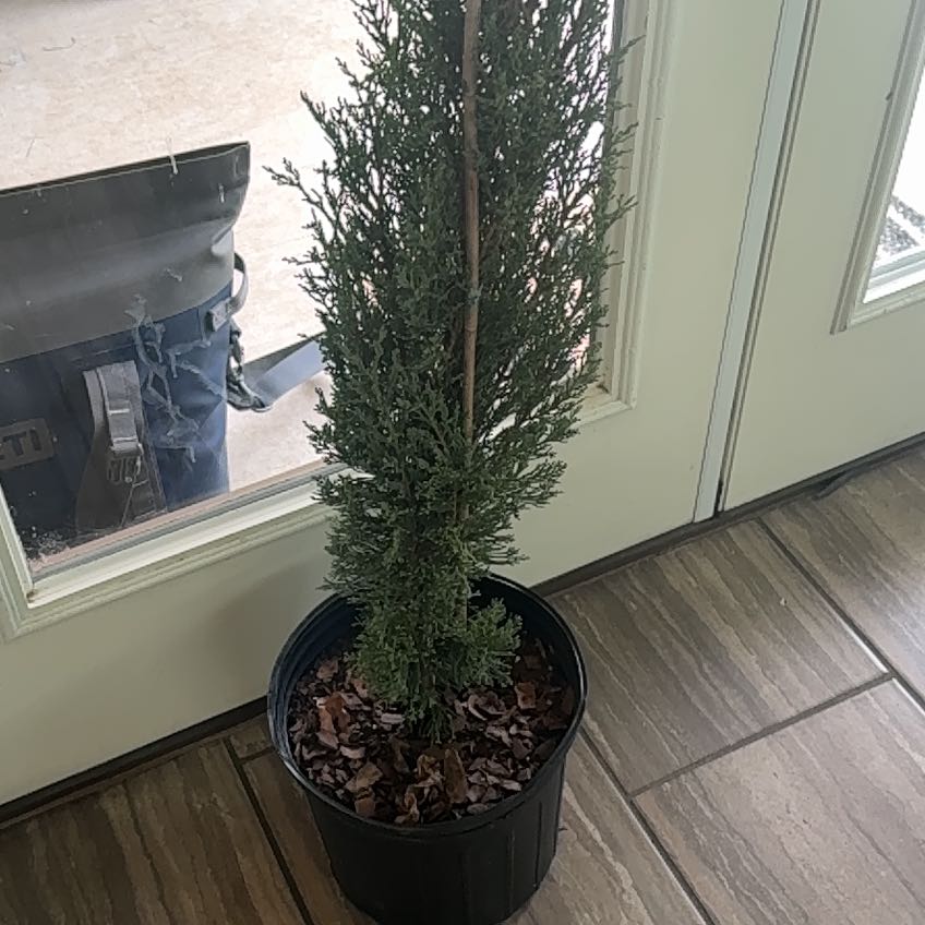 Photo of the plant species Italian Cypress 'Garda' by @ZanySedum72 named Emerson on Greg, the plant care app
