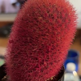 Photo of the plant species Kosmic Cactus by @CapableHawthorn named Zeus on Greg, the plant care app