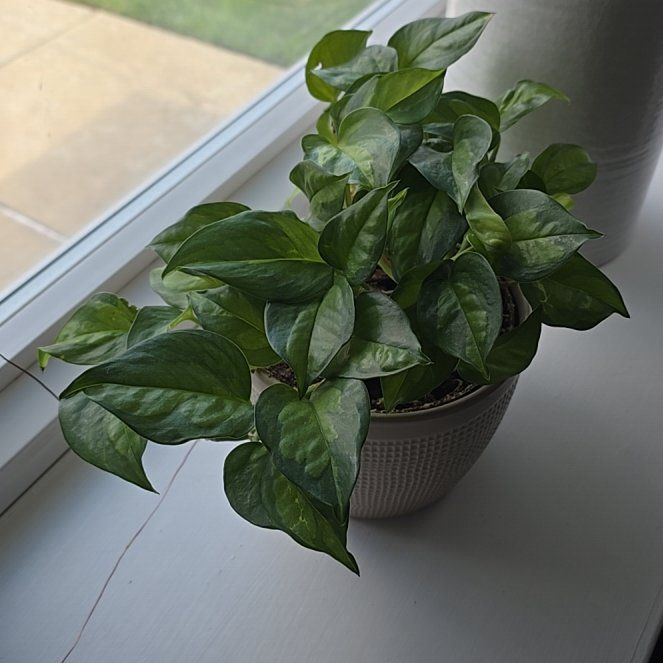 Photo of the plant species Global Green Pothos by @HolyGuavatree99 named Muhammad Ali on Greg, the plant care app