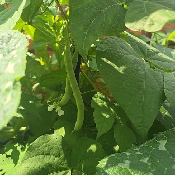 Photo of the plant species Common Bean by @HolyGuavatree99 named Madonna on Greg, the plant care app