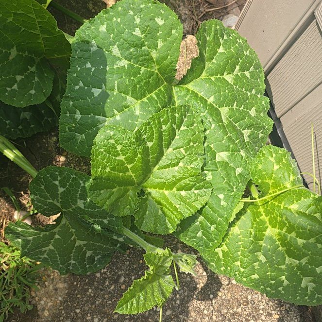 Photo of the plant species Summer Squash by @HolyGuavatree99 named Beyonce on Greg, the plant care app
