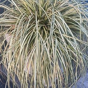 Photo of the plant species Carex oshimensis 'EverColor® Everest' by @DeftSafflower21 named Divas on Greg, the plant care app