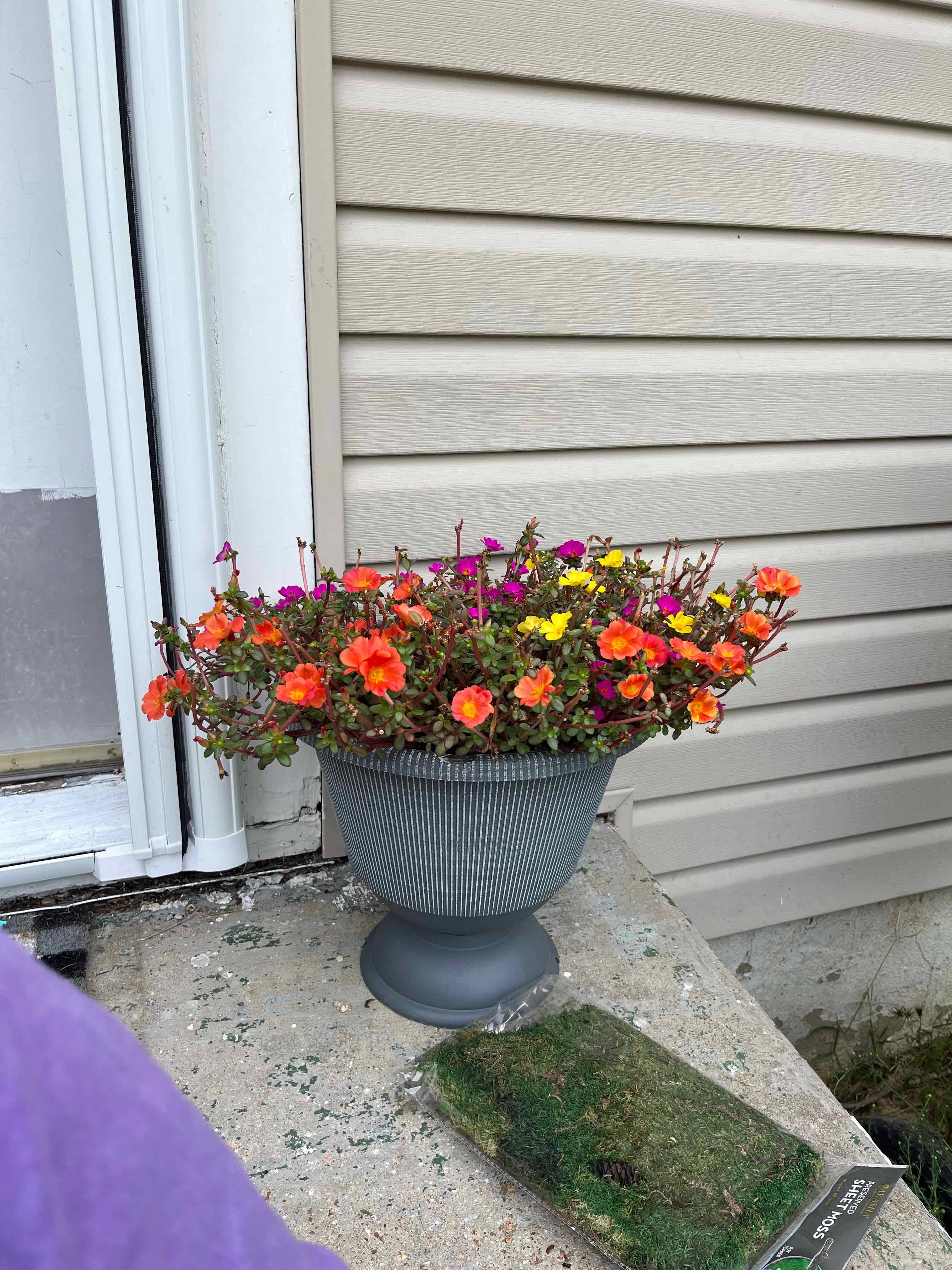 Photo of the plant species Portulaca grandiflora 'Orange' by @TenableClusia74 named Lola on Greg, the plant care app