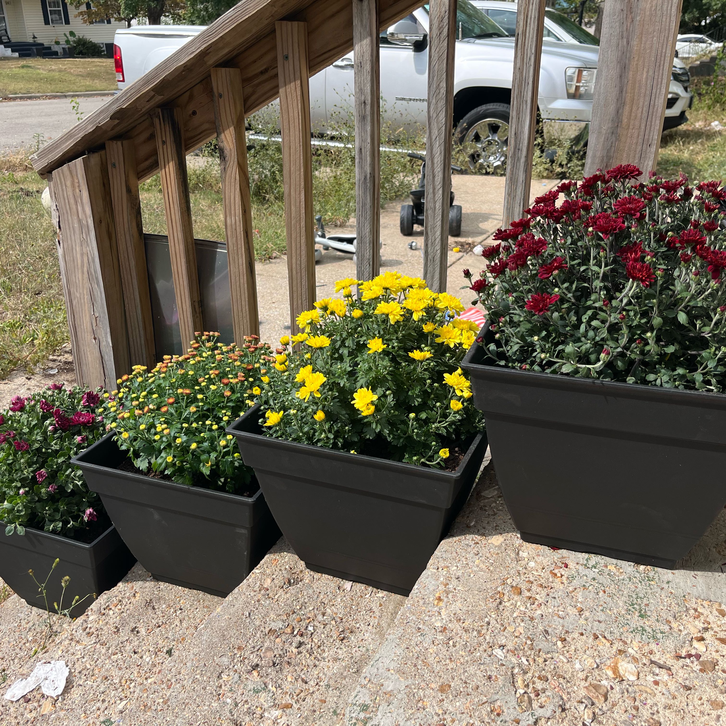 Photo of the plant species Chrysanthemum by @TenableClusia74 named Mums on Greg, the plant care app