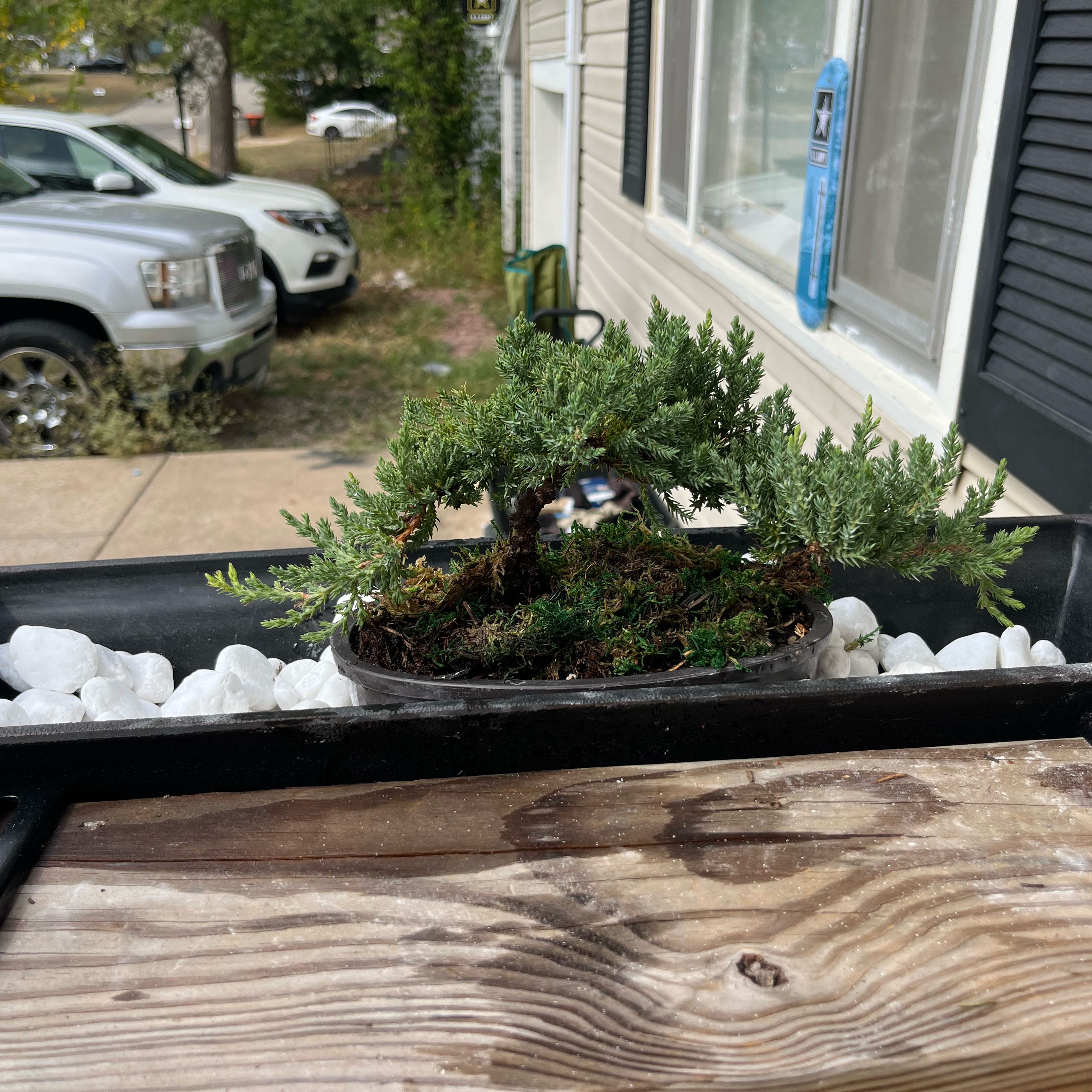 Plant care for Japanese Juniper Bonsi on Greg, the plant care app