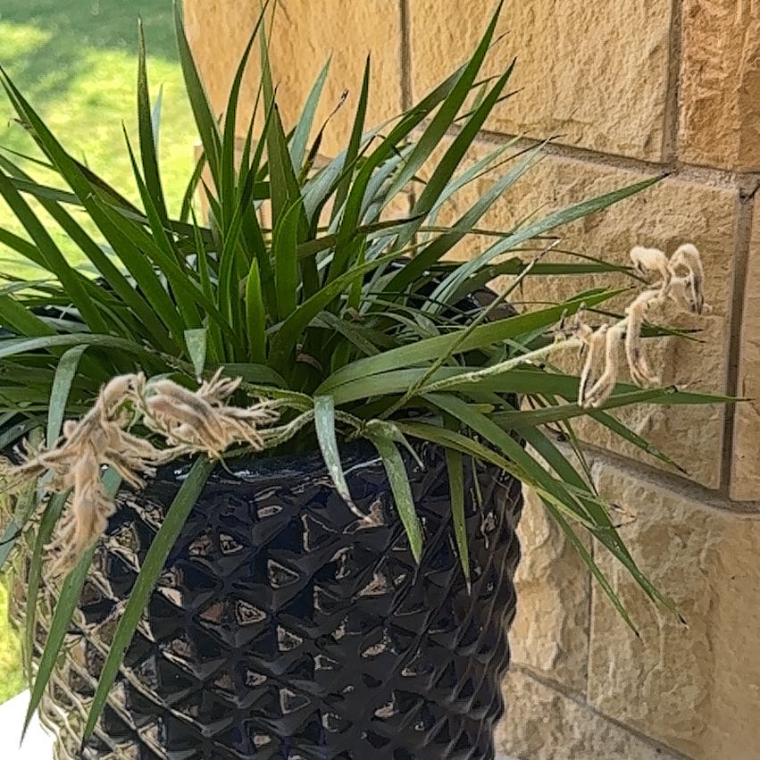 Photo of the plant species Kangaroo Paw 'Joe Joe Red' by @AdvisableMoss named Luna on Greg, the plant care app