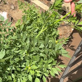 Photo of the plant species Lovage by @HipKawaka37 named Delilah on Greg, the plant care app