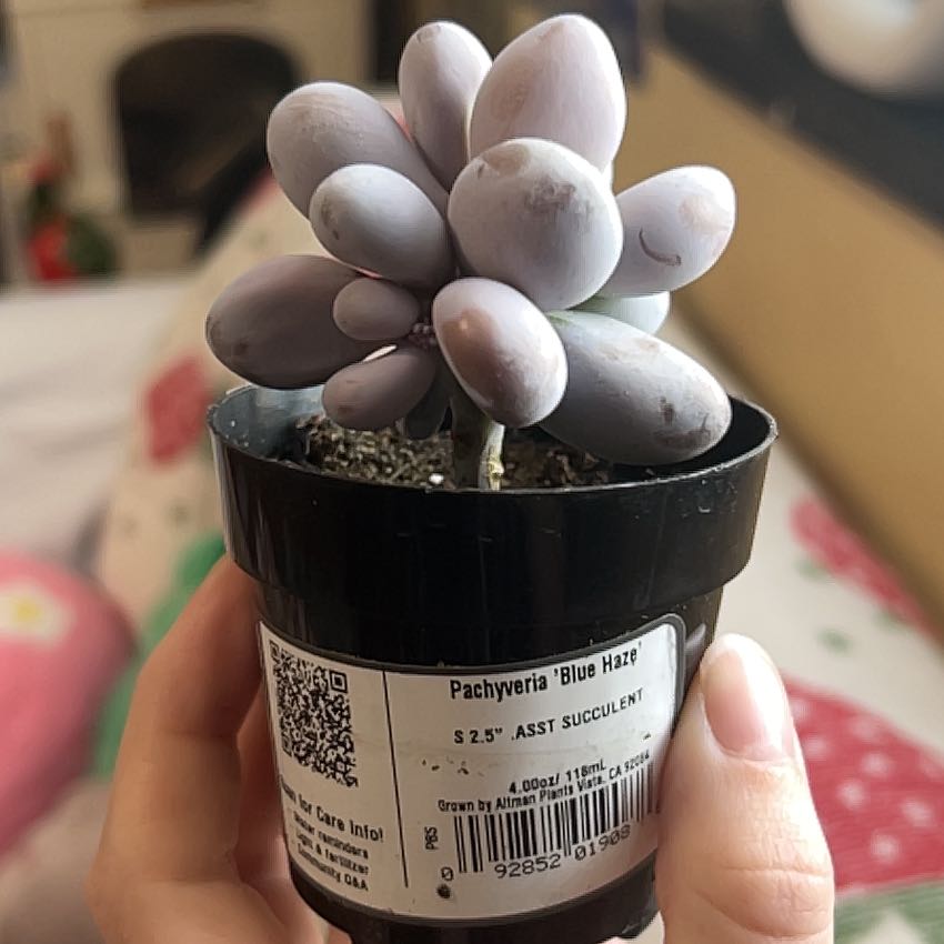 Photo of the plant species Pachyveria 'Blue Haze' by @WinOxlip24 named Shakira on Greg, the plant care app