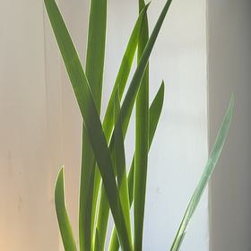 Photo of the plant species Gladiolus by @SubstantDuwei named McKinley on Greg, the plant care app