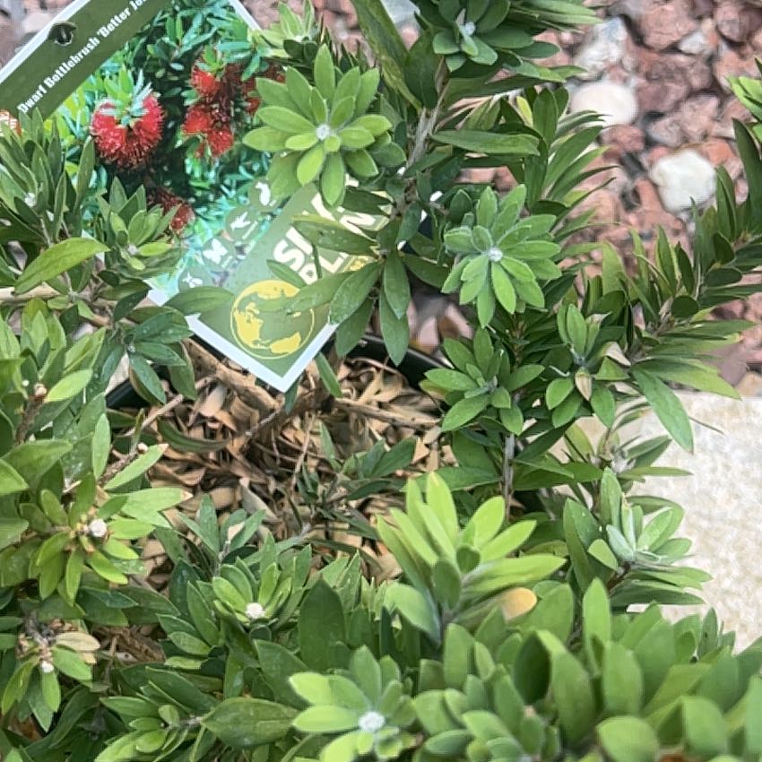 Photo of the plant species Little John Dwarf Bottlebrush by @DollDamiana39 named Rosa on Greg, the plant care app