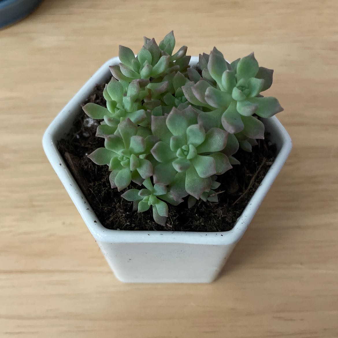 Echeveria 'Morning Beauty' succulent in a white hexagonal pot on a wooden surface.