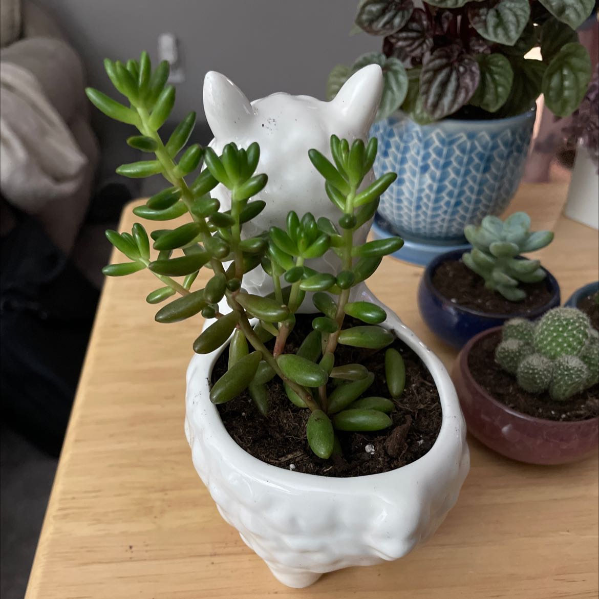 White Stonecrop plant in a decorative pot with visible soil, surrounded by other small potted plants.