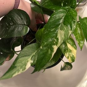 Photo of the plant species Epipremnum pinnatum 'Albo' by @lizzbean named Drake on Greg, the plant care app