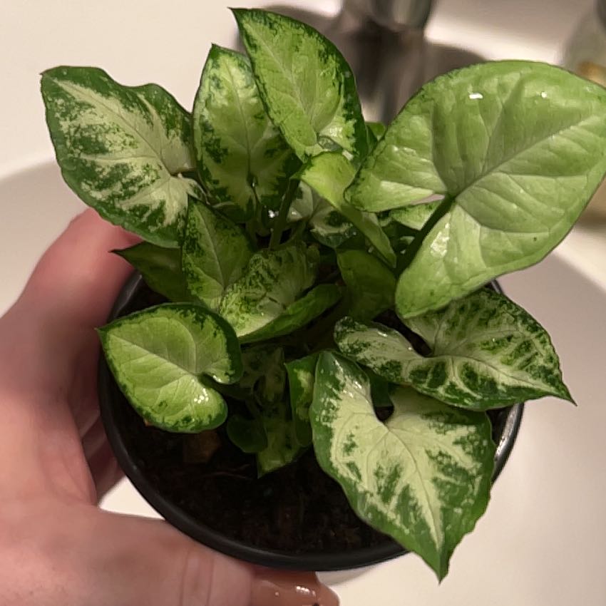 Photo of the plant species Syngonium 'Silver Pearl' by @lizzbean named Lebron on Greg, the plant care app