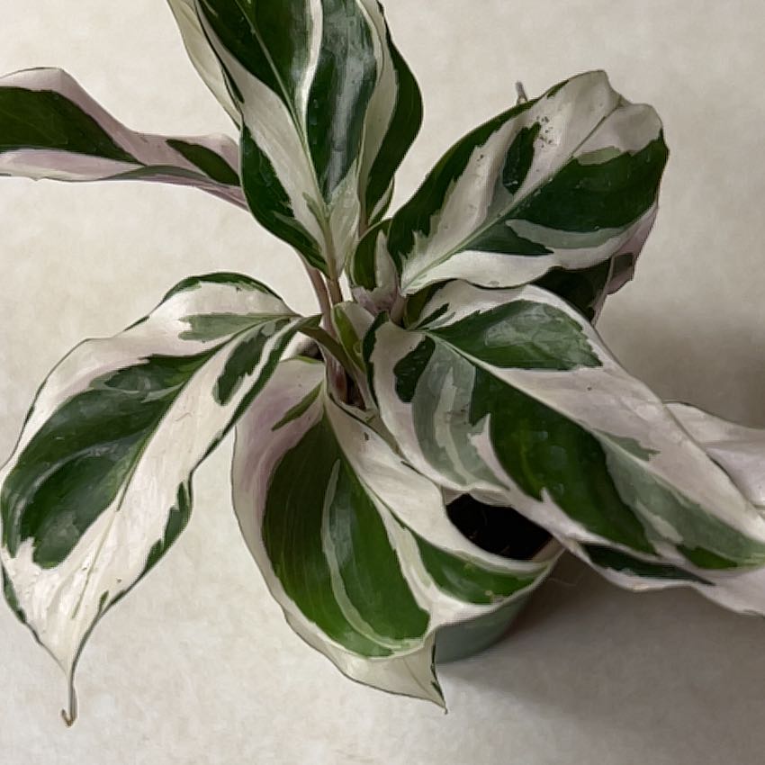 Photo of the plant species Calathea Stella by @lizzbean named Leonardo on Greg, the plant care app