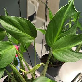 Photo of the plant species Monstera Burle Marx Flame by @lizzbean named Rainier on Greg, the plant care app