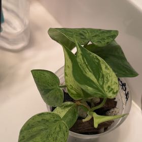 Photo of the plant species Heartleaf philodendron varigated by @lizzbean named Mollie on Greg, the plant care app